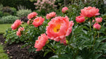 Paeonia 'Coral Sunset' (Peony) - Harding & Bloom