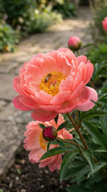 Paeonia 'Coral Sunset' (Peony) - Harding & Bloom