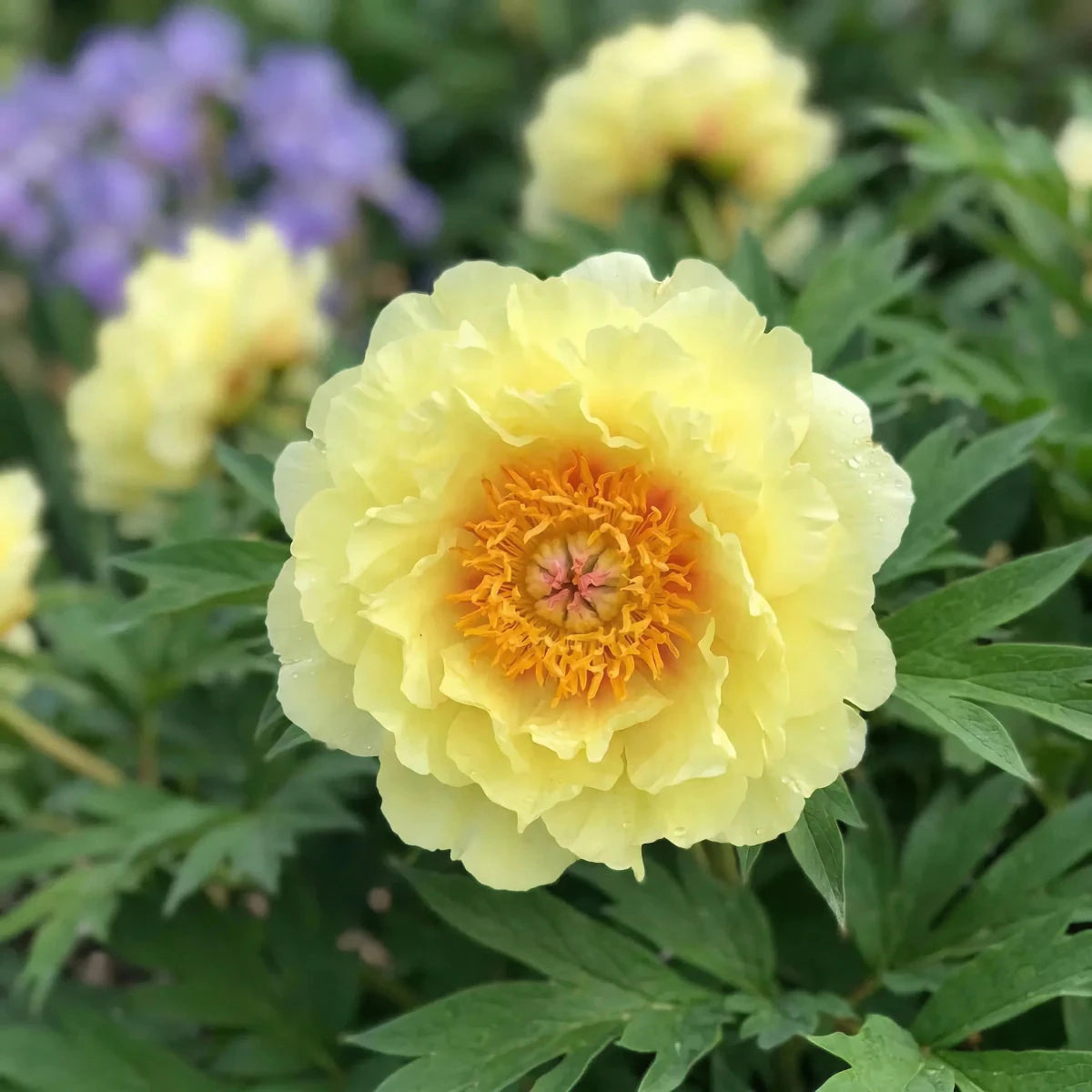 Paeonia 'Bartzella' (Perennial) - Harding & Bloom