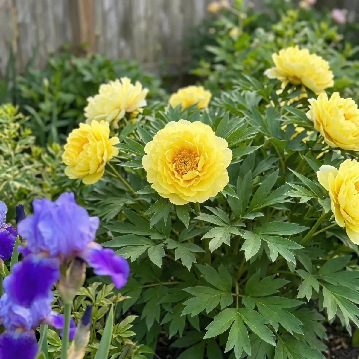 Paeonia 'Bartzella' (Perennial) image 2