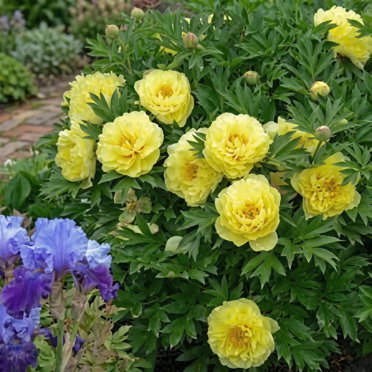 Paeonia 'Bartzella' (Perennial) image 3