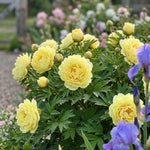 Paeonia 'Bartzella' (Perennial) image 4