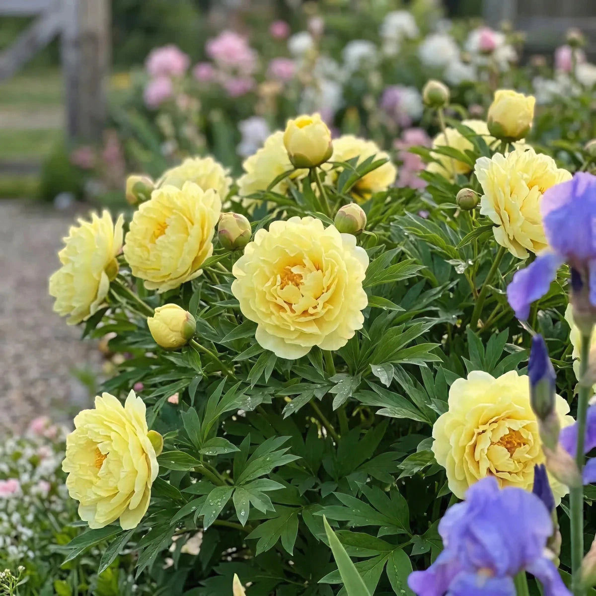 Paeonia 'Bartzella' (Perennial) image 4
