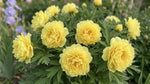 Paeonia 'Bartzella' (Perennial) image 5