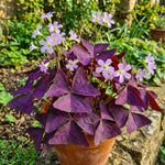 Oxalis 'triangularis' (Purpleleaf false shamrock) image 1