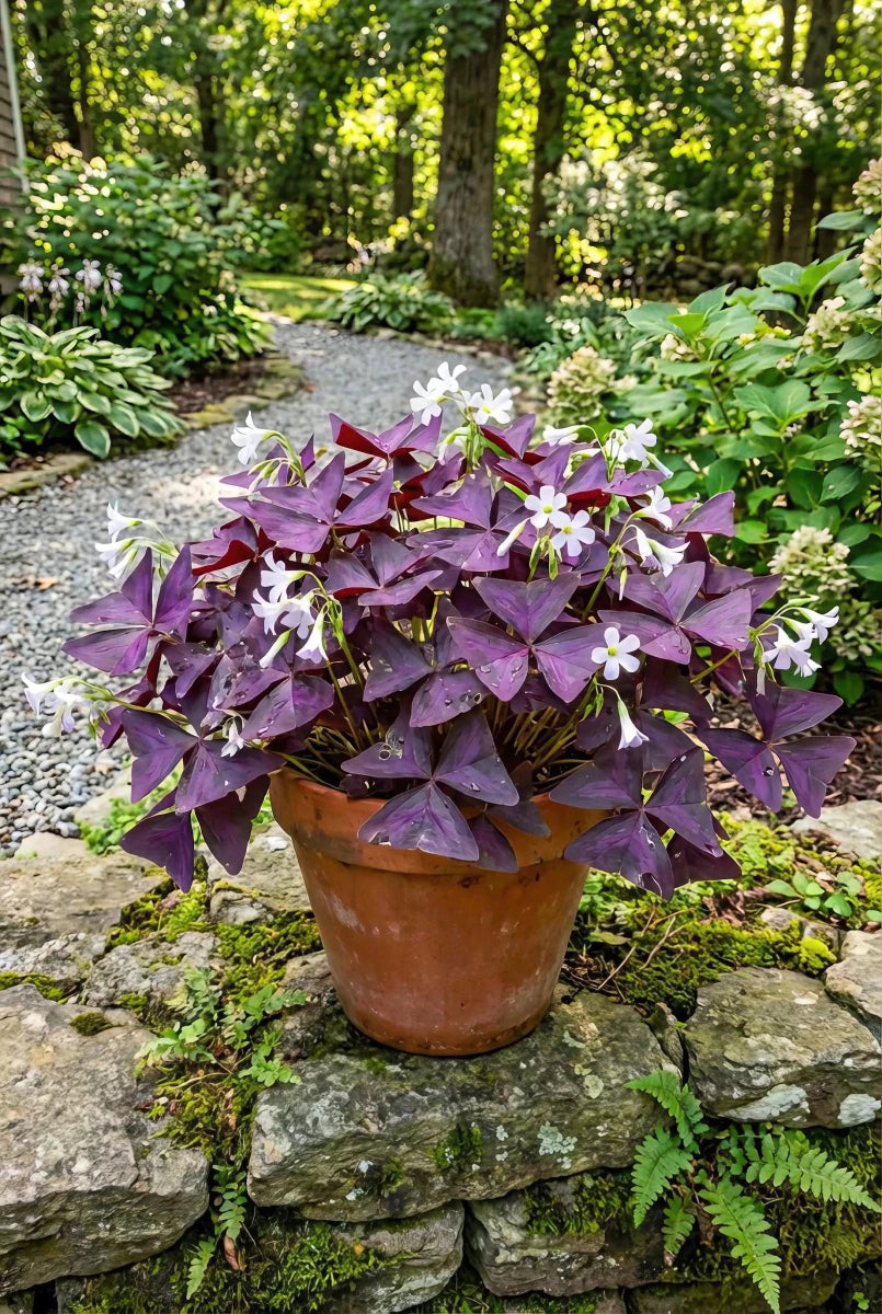 Oxalis 'triangularis' (Purpleleaf false shamrock) image 2