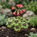 Oxalis 'Iron Cross' (Miscellaneous) - Harding & Bloom