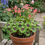 Oxalis 'Iron Cross' (Miscellaneous) - Harding & Bloom