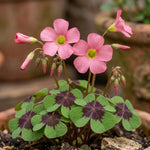 Oxalis 'Iron Cross' (Miscellaneous) - Harding & Bloom