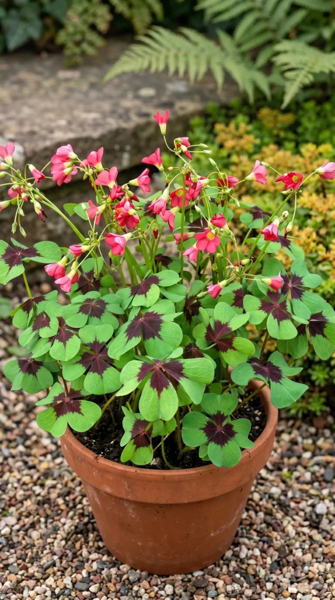 Oxalis 'Iron Cross' (Miscellaneous) - Harding & Bloom