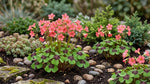 Oxalis 'Iron Cross' (Miscellaneous) - Harding & Bloom