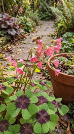 Oxalis 'Iron Cross' (Miscellaneous) - Harding & Bloom