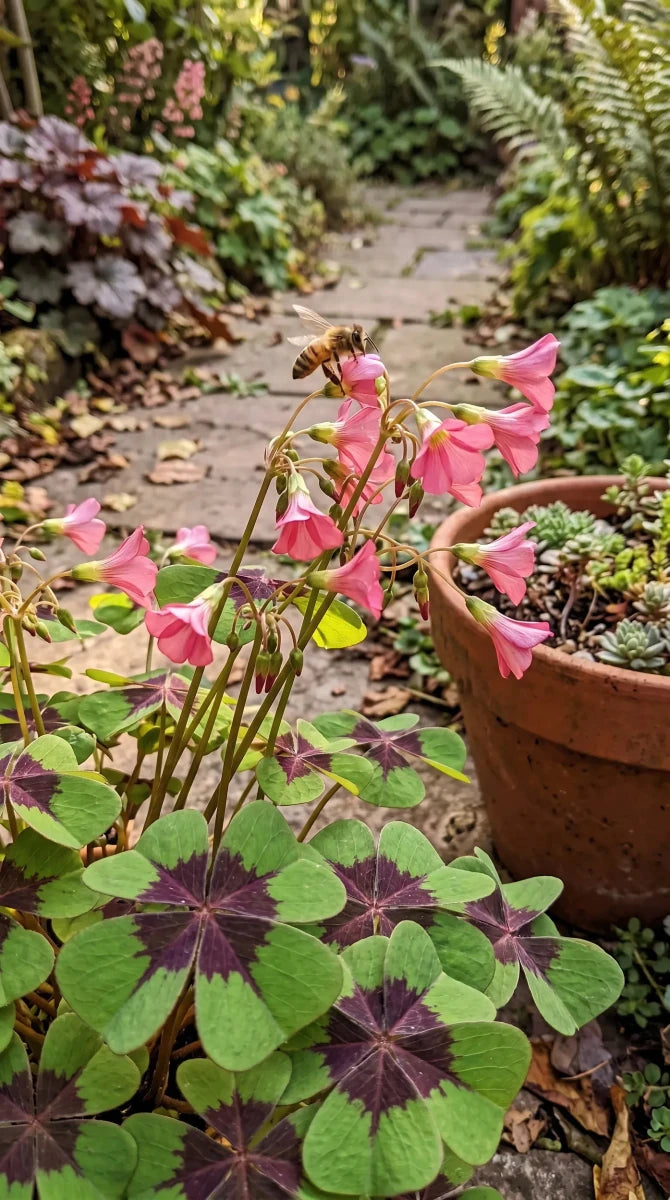 Oxalis 'Iron Cross' (Miscellaneous) - Harding & Bloom