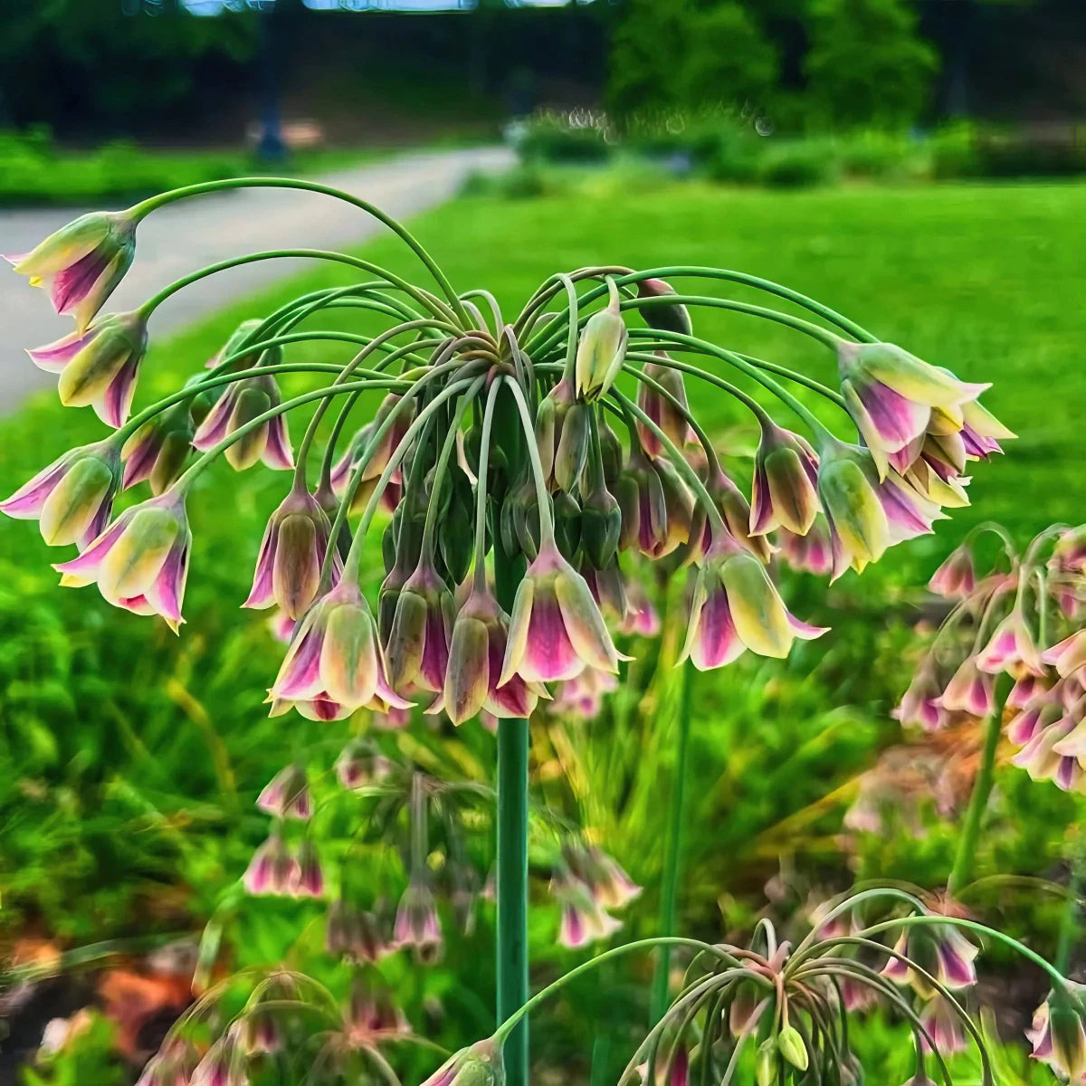 Allium 'siculum subsp. dioscoridis' (Bulgarian honey garlic) - Harding & Bloom