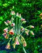 Allium 'siculum subsp. dioscoridis' (Bulgarian honey garlic) - Harding & Bloom