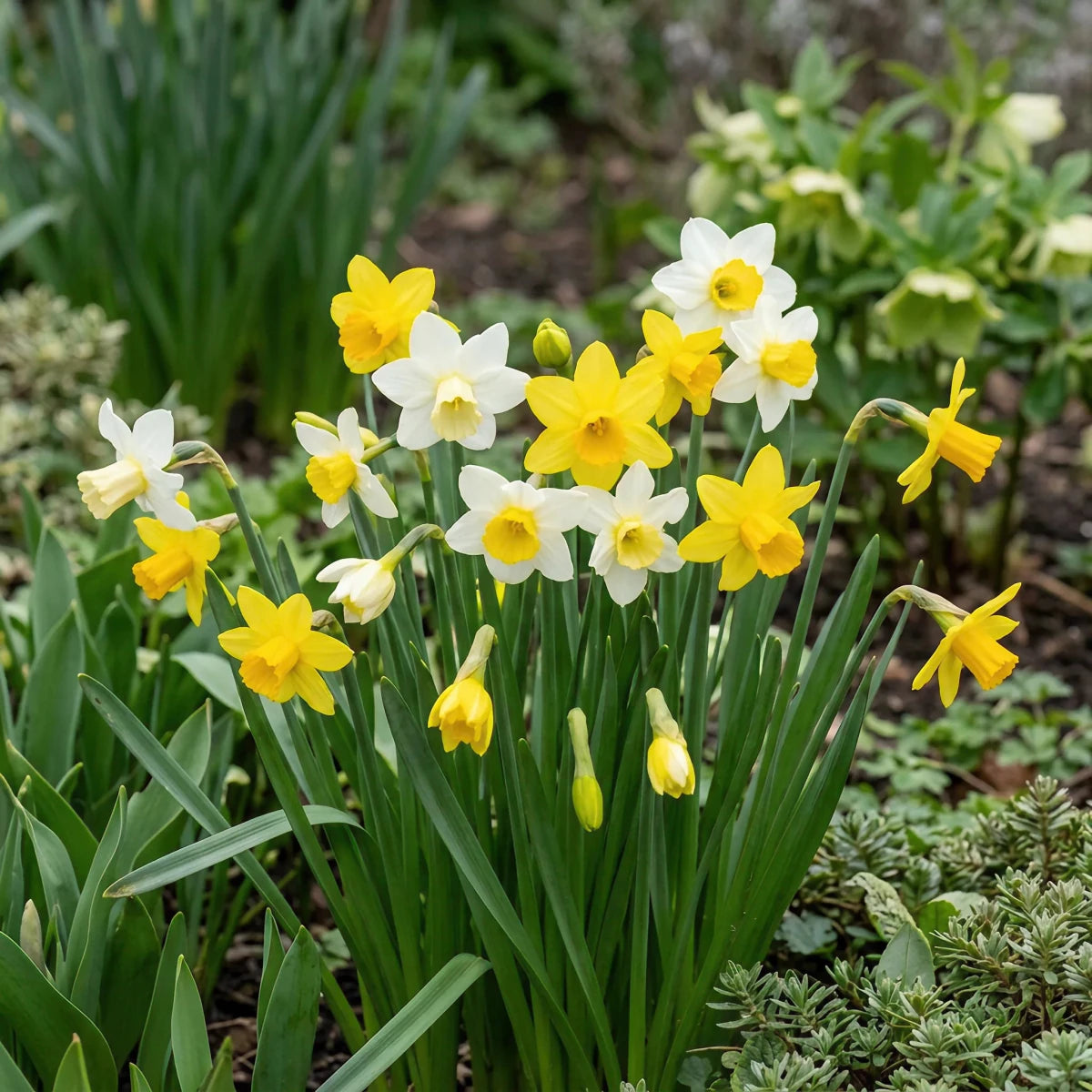 Narcissus 'Botanic Mixed' - Harding & Bloom