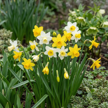 Narcissus 'Botanic Mixed' - Harding & Bloom