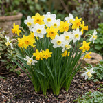 Narcissus 'Botanic Mixed' - Harding & Bloom