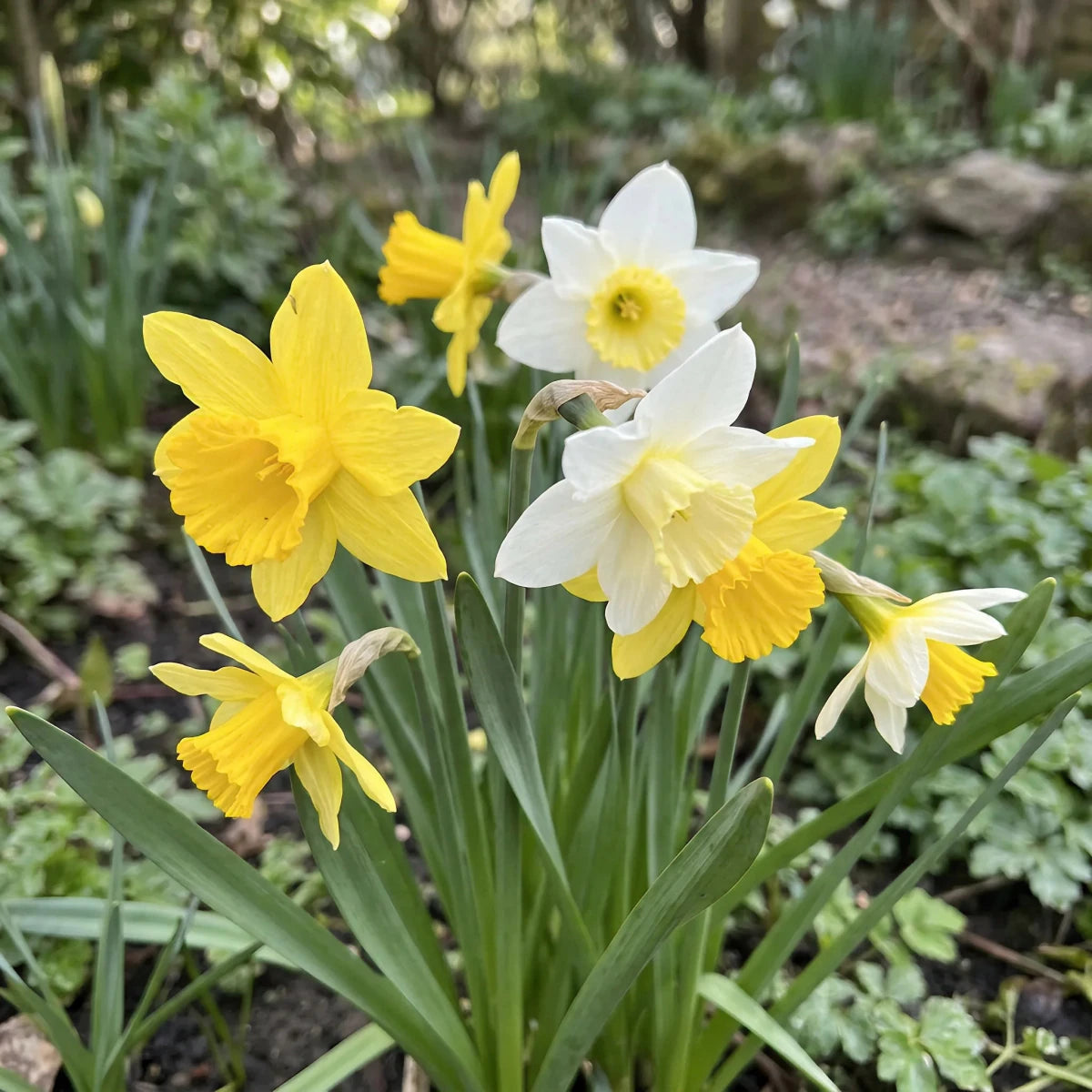 Narcissus 'Botanic Mixed' - Harding & Bloom