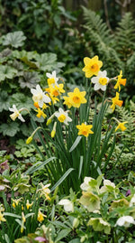 Narcissus 'Botanic Mixed' - Harding & Bloom