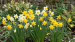 Narcissus 'Botanic Mixed' - Harding & Bloom