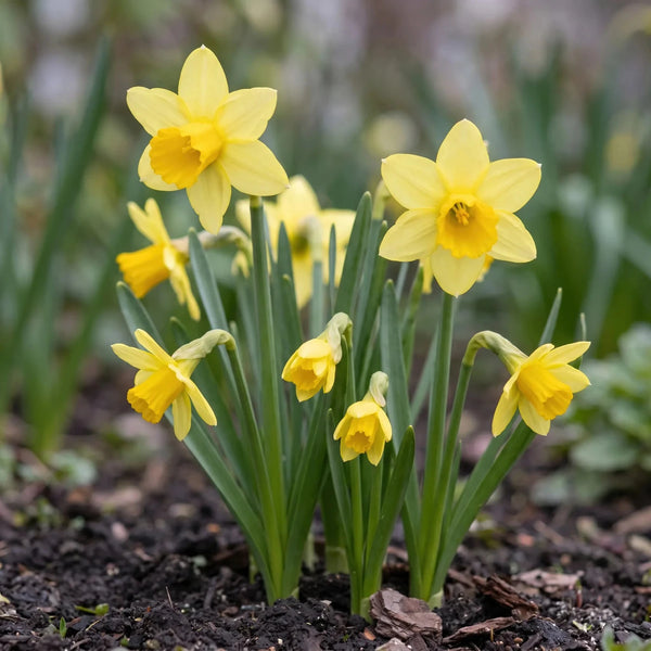 Narcissus Tête-à-Tête