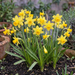 Narcissus 'Tete A Tete' (daffodil 'Tête-à-tête) - Harding & Bloom