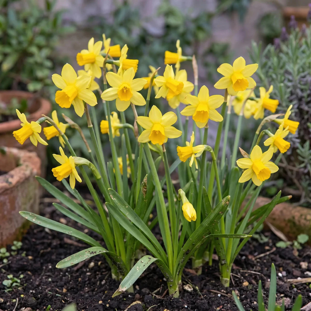 Narcissus 'Tete A Tete' (daffodil 'Tête-à-tête) - Harding & Bloom