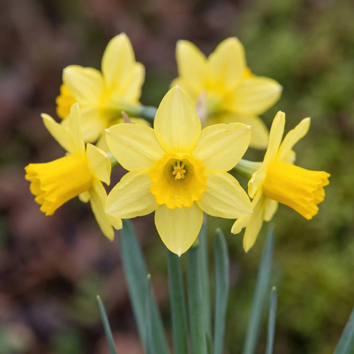 Narcissus 'Tete A Tete' (daffodil 'Tête-à-tête) - Harding & Bloom
