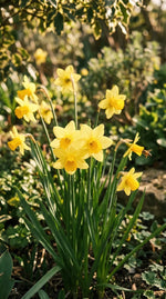 Narcissus 'Tete A Tete' (daffodil 'Tête-à-tête) - Harding & Bloom