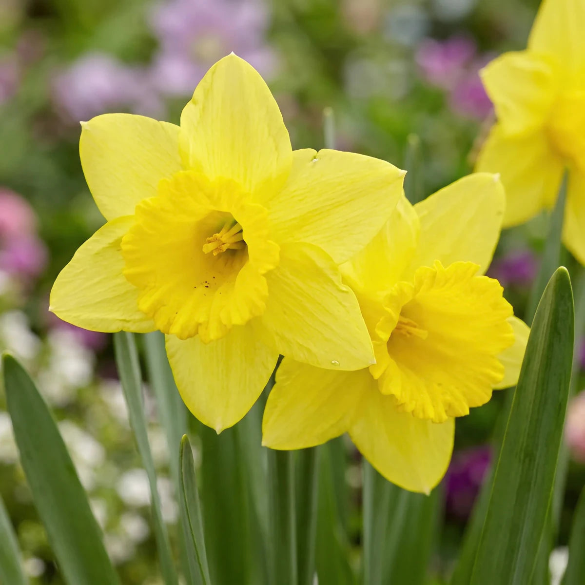 Narcissus 'Tamara' (Daffodil) - Harding & Bloom