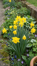 Narcissus 'Tamara' (Daffodil) - Harding & Bloom