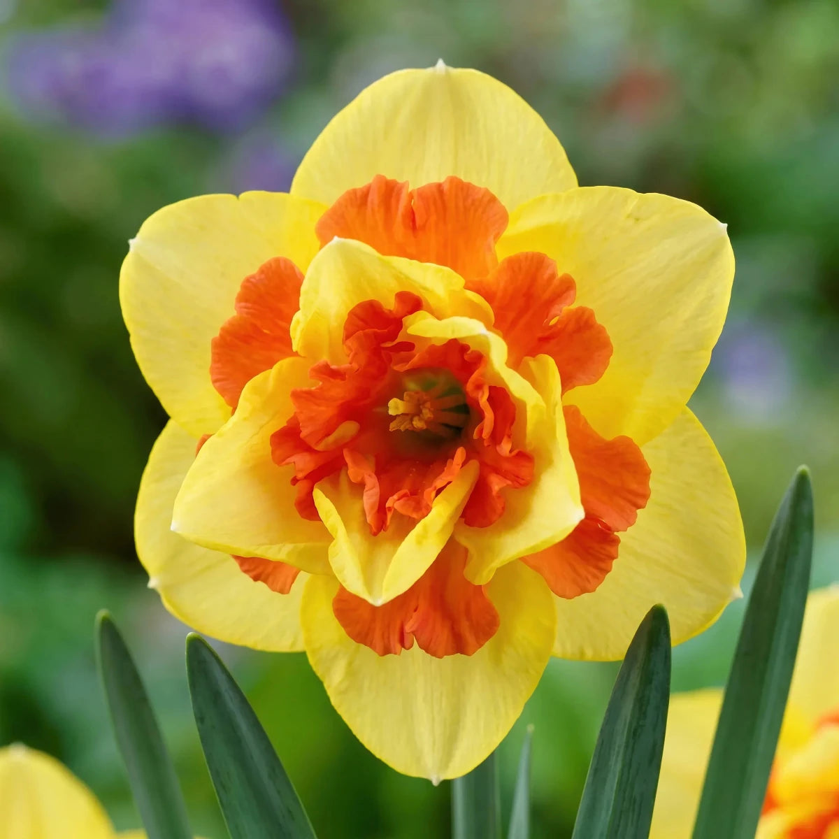 Narcissus 'Tahiti' - Harding & Bloom