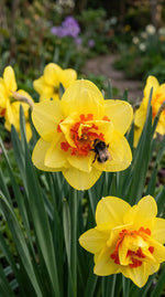 Narcissus 'Tahiti' - Harding & Bloom