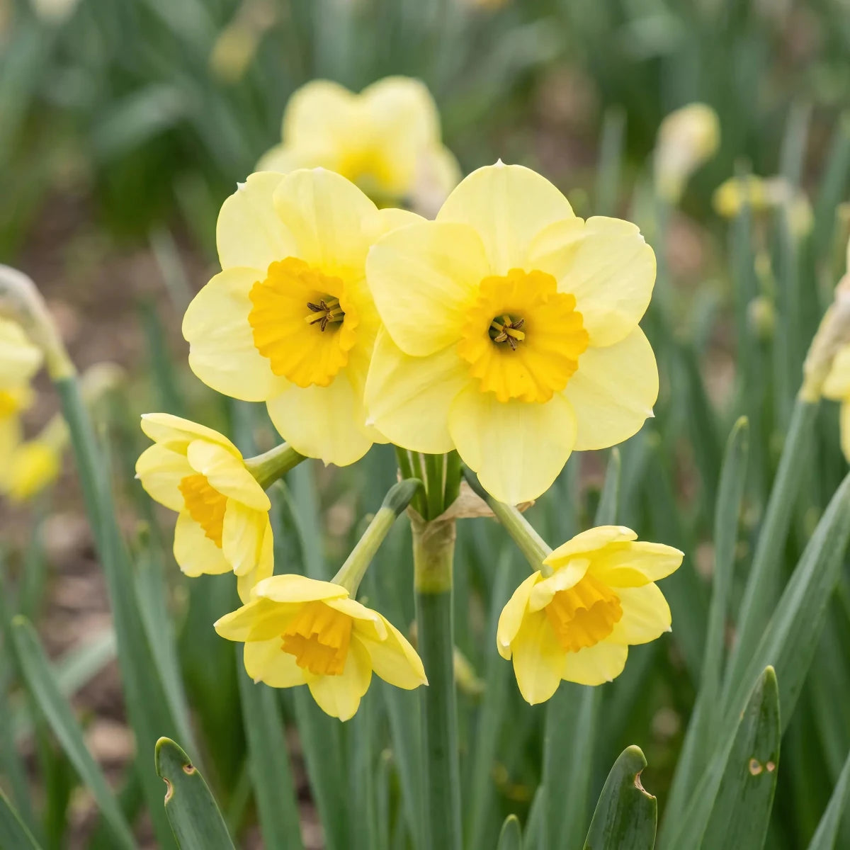Narcissus 'Sun Disc' (Daffodil) - Harding & Bloom