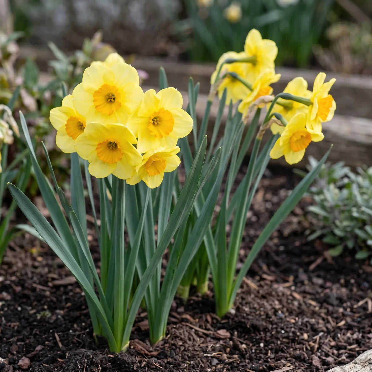 Narcissus 'Sun Disc' (Daffodil) - Harding & Bloom