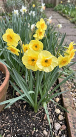 Narcissus 'Sun Disc' (Daffodil) - Harding & Bloom