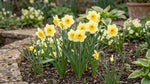 Narcissus 'Sun Disc' (Daffodil) - Harding & Bloom