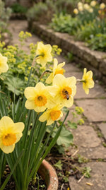 Narcissus 'Sun Disc' (Daffodil) - Harding & Bloom