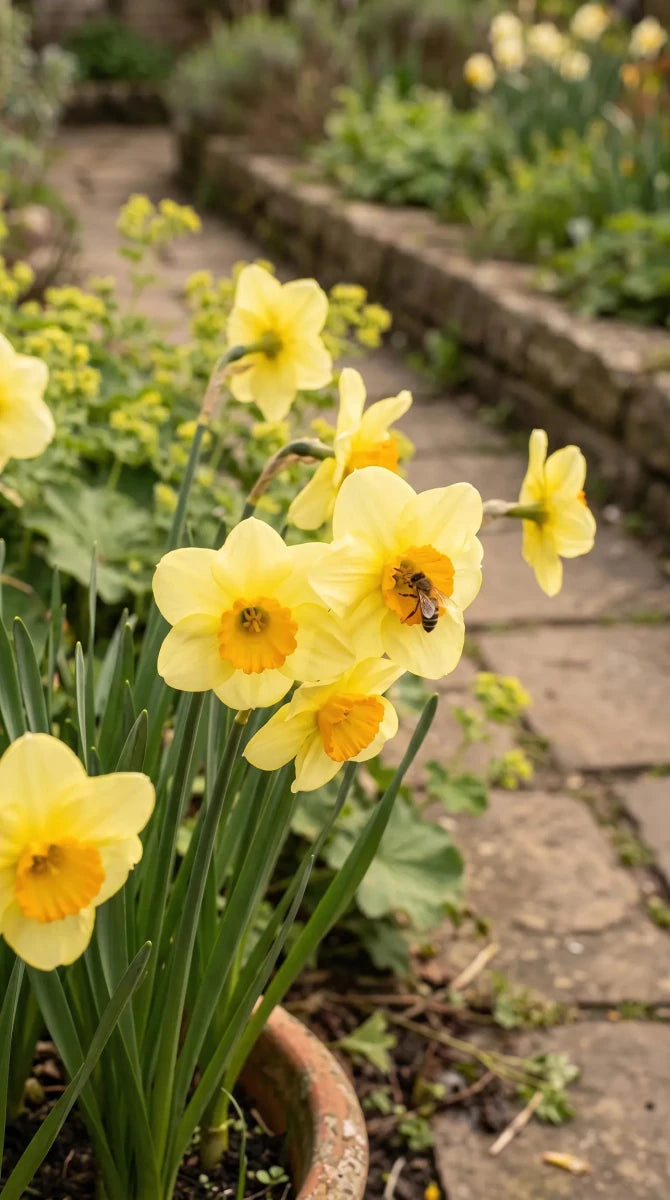 Narcissus 'Sun Disc' (Daffodil) - Harding & Bloom