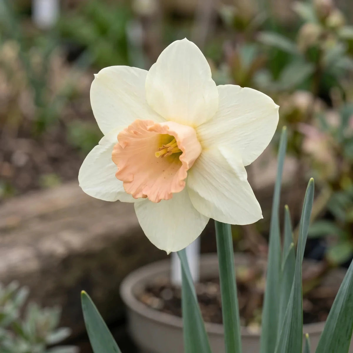 Narcissus 'Salome' (Daffodil) - Harding & Bloom