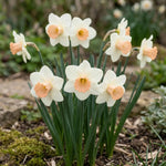 Narcissus 'Salome' (Daffodil) - Harding & Bloom
