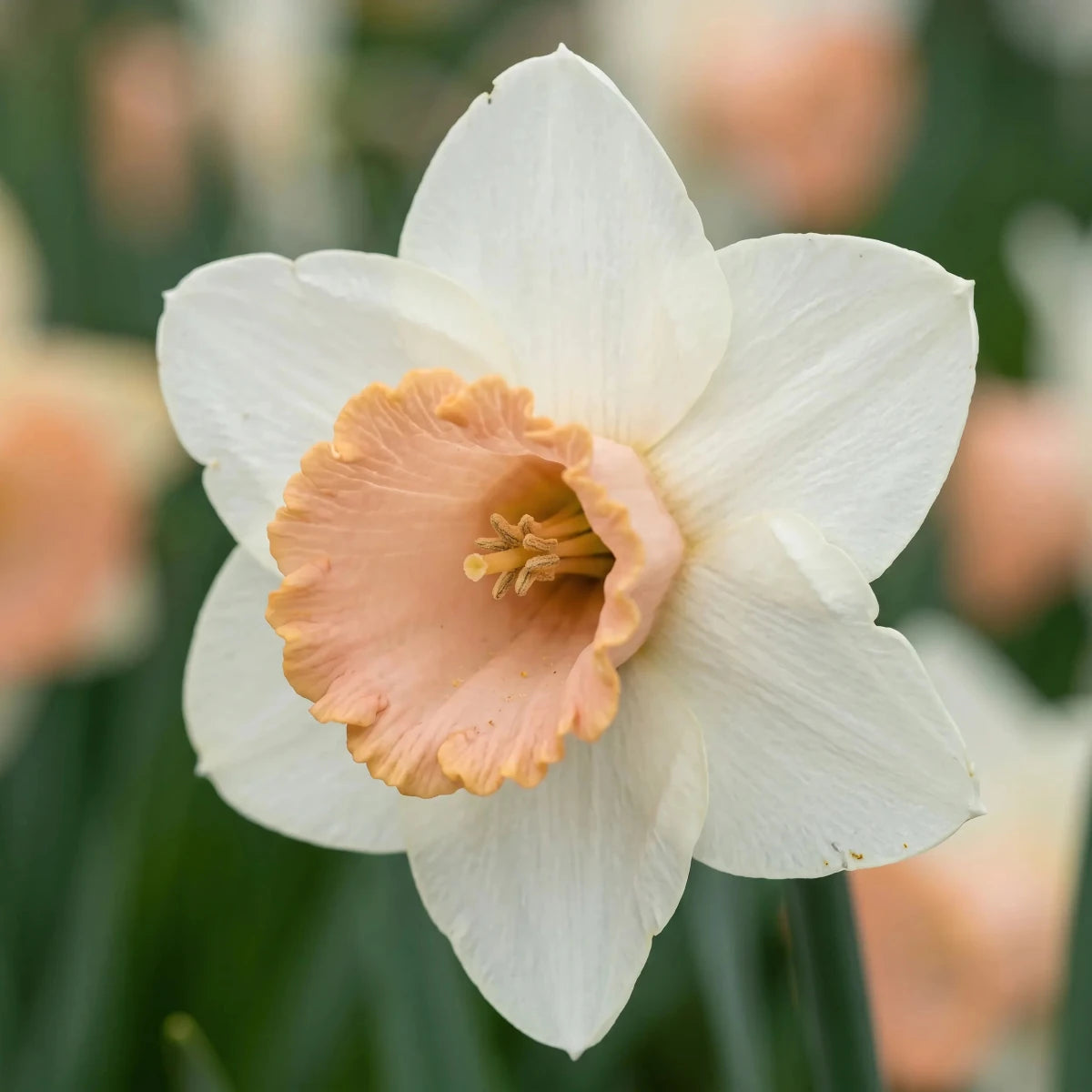 Narcissus 'Salome' (Daffodil) - Harding & Bloom