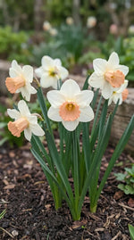 Narcissus 'Salome' (Daffodil) - Harding & Bloom