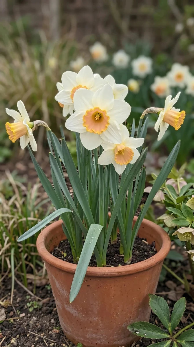 Narcissus 'Salome' (Daffodil) - Harding & Bloom