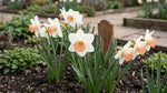 Narcissus 'Salome' (Daffodil) - Harding & Bloom