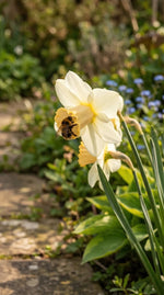 Narcissus 'Salome' (Daffodil) - Harding & Bloom