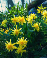Narcissus 'Rip Van Winkle' (Daffodil) - Harding & Bloom