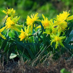 Narcissus 'Rip Van Winkle' (Daffodil) - Harding & Bloom