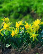 Narcissus 'Rip Van Winkle' (Daffodil) - Harding & Bloom